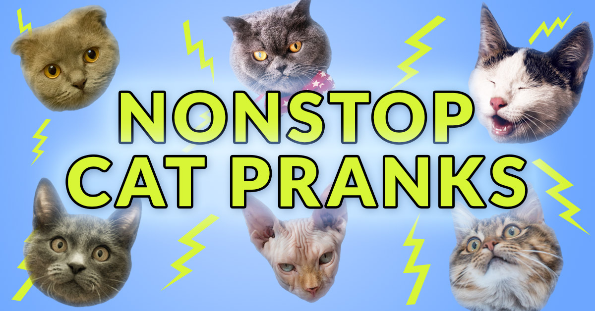Non-Stop Cats Phone Prank
